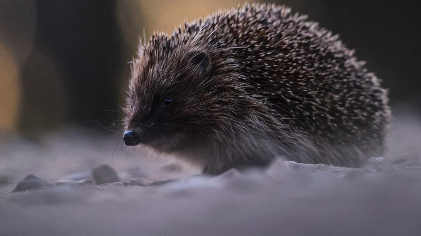 Ein Igel auf der Straße: Das Tier überstand den Vorfall unversehrt. (Symbolbild)