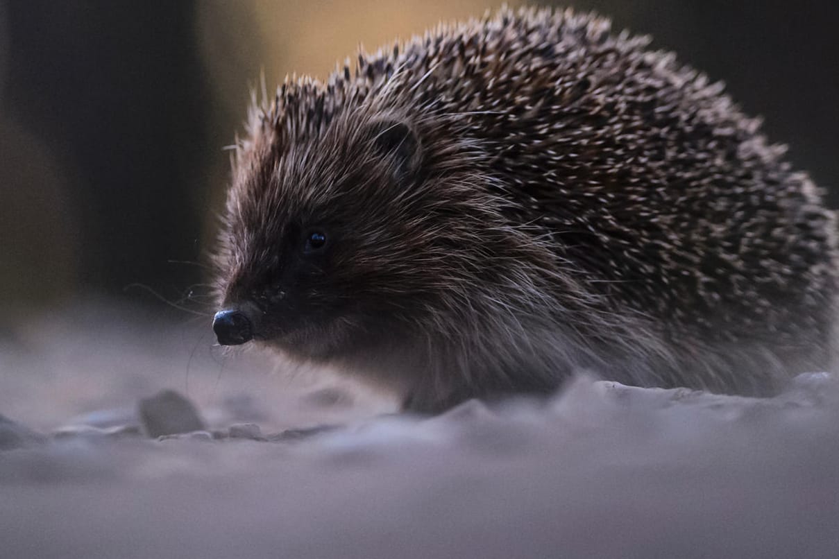 Ein Igel auf der Straße: Das Tier überstand den Vorfall unversehrt. (Symbolbild)