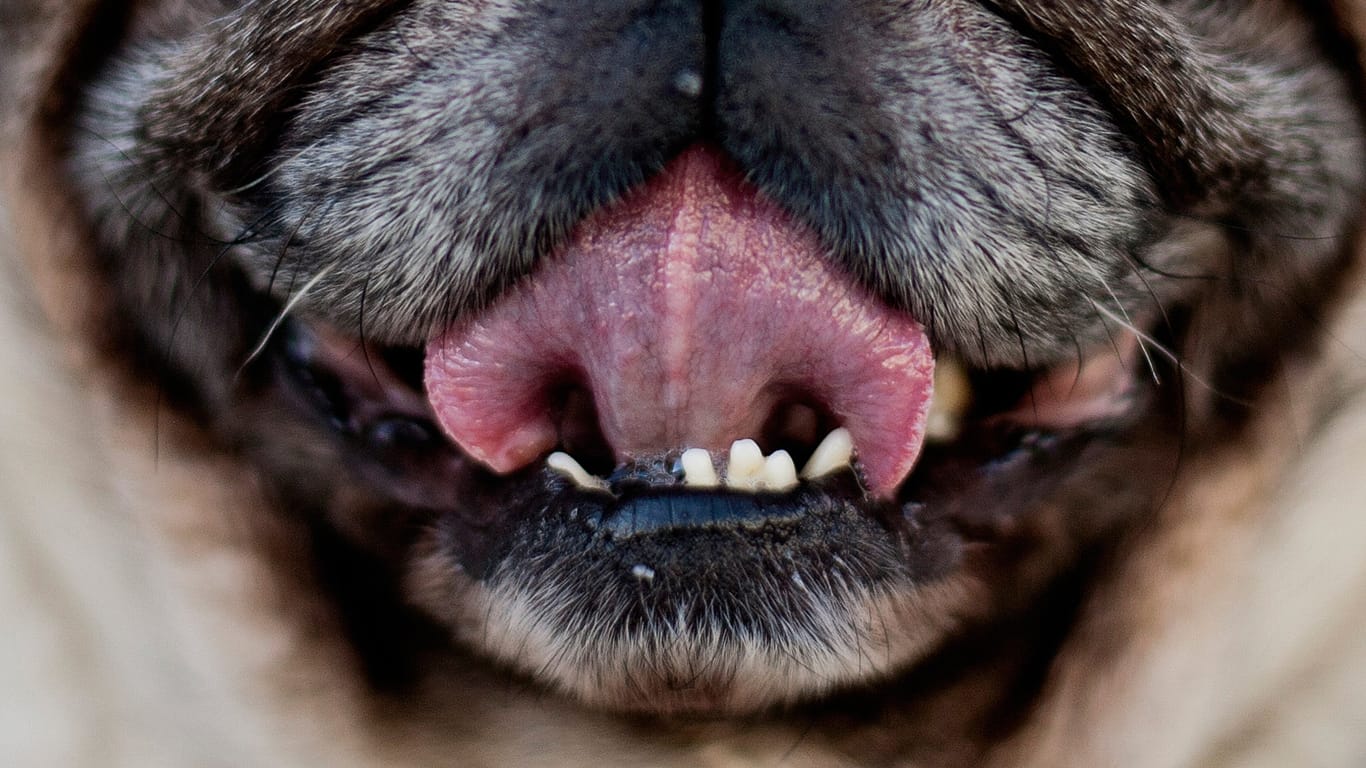 Die Zunge eines Hundes: Das Infektionsrisiko bei Tierbissen ist bekannt. Die Infektion könne aber auch durch Lecken erfolgen.