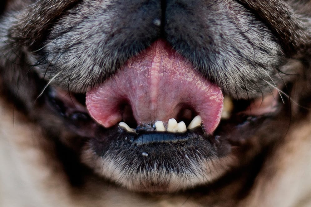 Die Zunge eines Hundes: Das Infektionsrisiko bei Tierbissen ist bekannt. Die Infektion könne aber auch durch Lecken erfolgen.