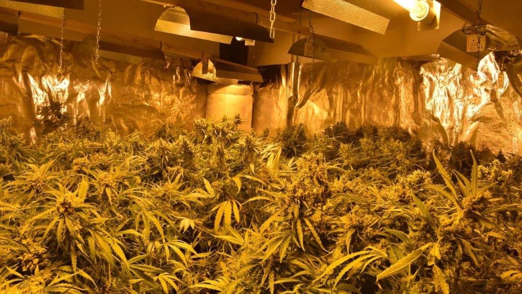 Eine Marihuana-Aufzuchtanlage: In Wuppertal haben Ermittler diese in einem Haus in der Wiescherstraße gefunden.