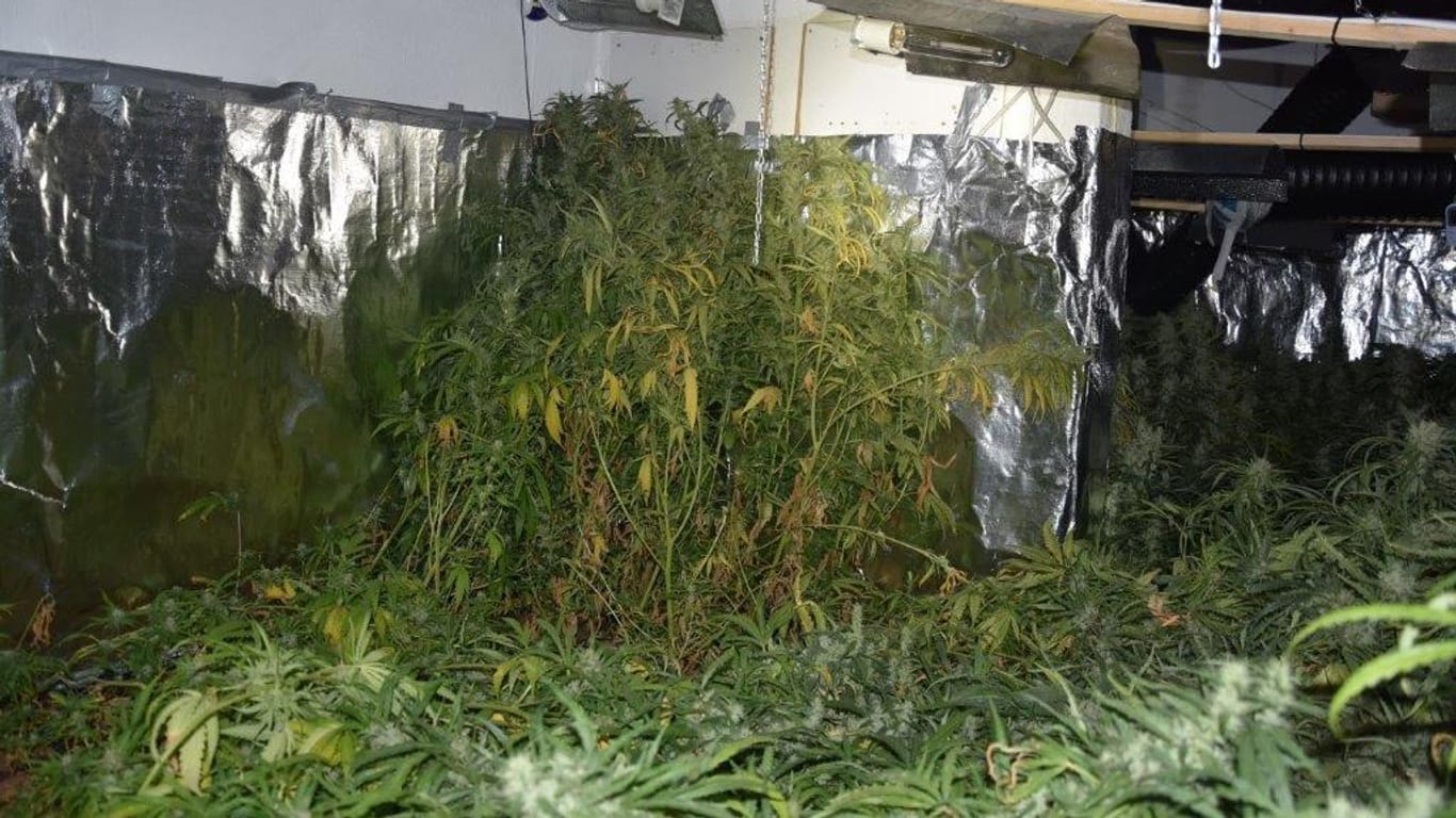 Marihuana-Pflanzen stehen in einem Raum: Knapp 1.100 Pflanzen zogen zwei Verdächtige hoch.