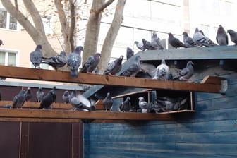 Tauben sitzen auf einem Haus: Das Taubenhaus in Köln soll den Tieren eine Behausung geben.