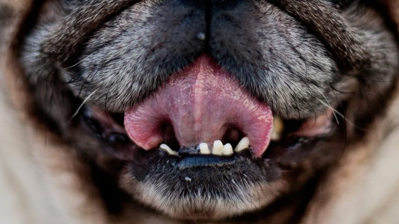 Der Erreger Capnocytophaga canimorsus findet sich häufig in der Mundschleimhaut von Hunden.