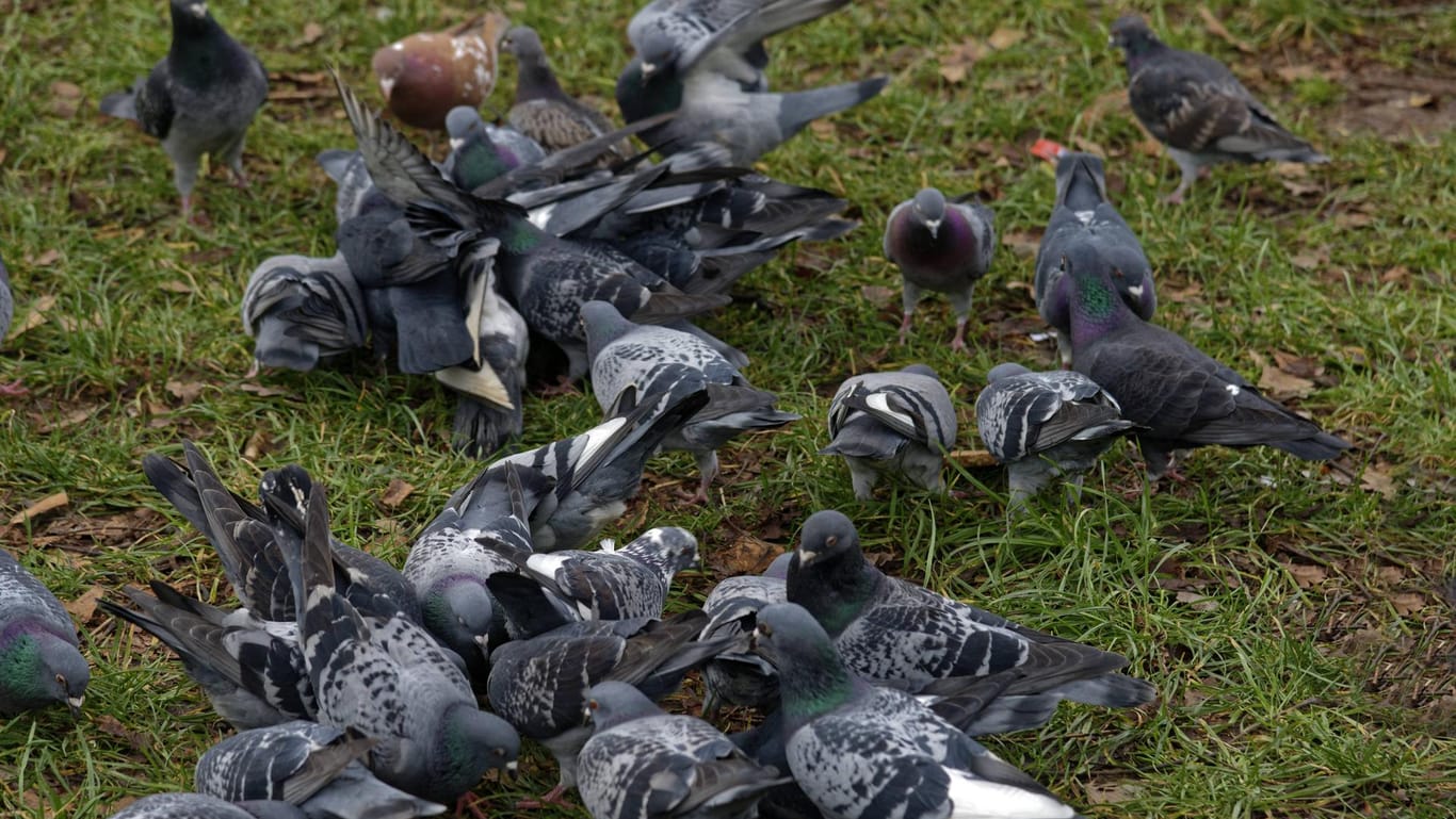 Tauben auf einer Wiese in der Innenstadt von Bonn: Das Füttern der Tiere ist dort nun verboten.