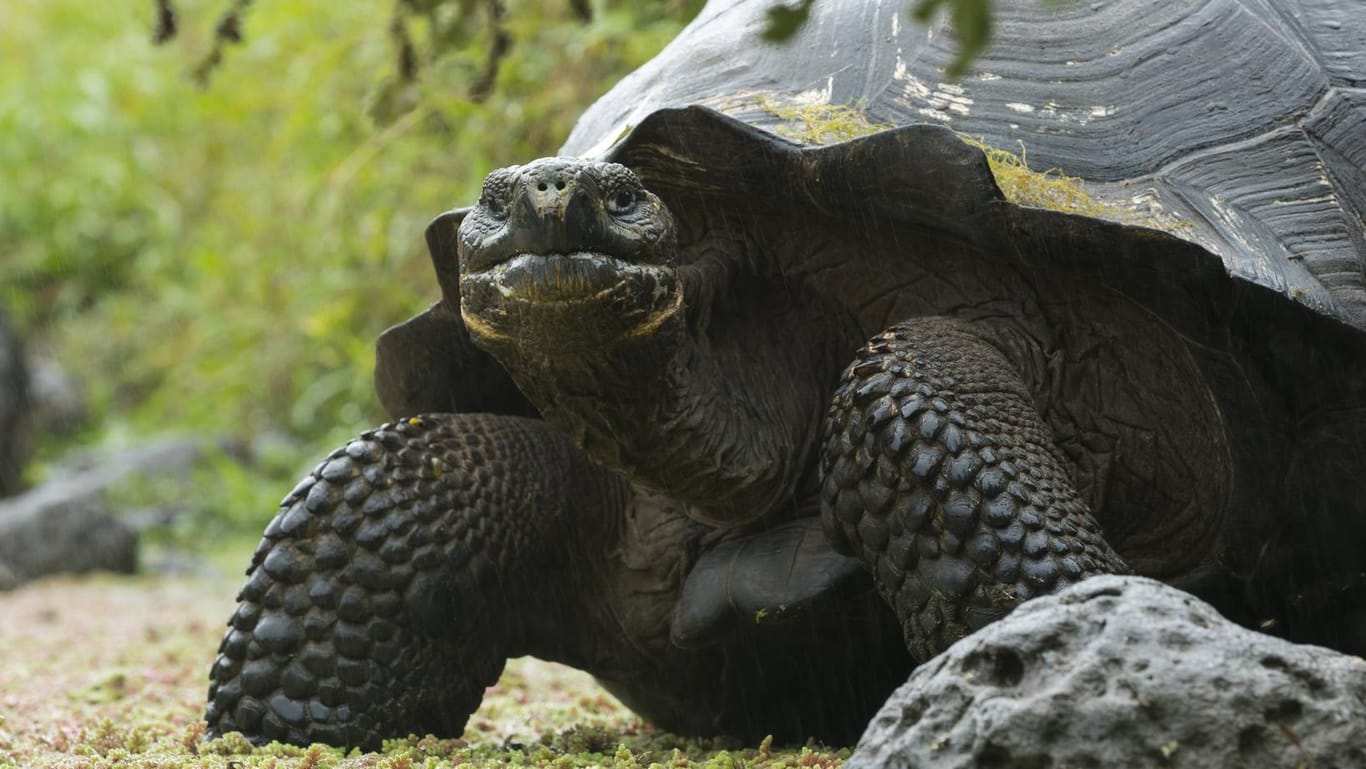 Eine Riesenschildkröte in freier Laufbahn: Die auf den Galapagos-Inseln beiheimateten Schildkröten sind vom Aussterben bedroht.