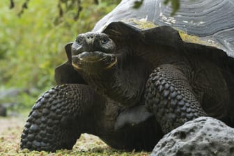 Eine Riesenschildkröte in freier Laufbahn: Die auf den Galapagos-Inseln beiheimateten Schildkröten sind vom Aussterben bedroht.