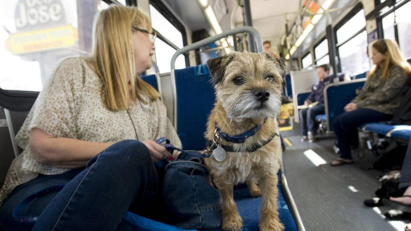 Hund auf Sitzplatz: Im Saarland ist ein Streit im Bus eskaliert. (Symbolbild)