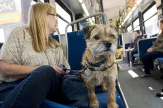 Hund auf Sitzplatz: Im Saarland ist ein Streit im Bus eskaliert. (Symbolbild)