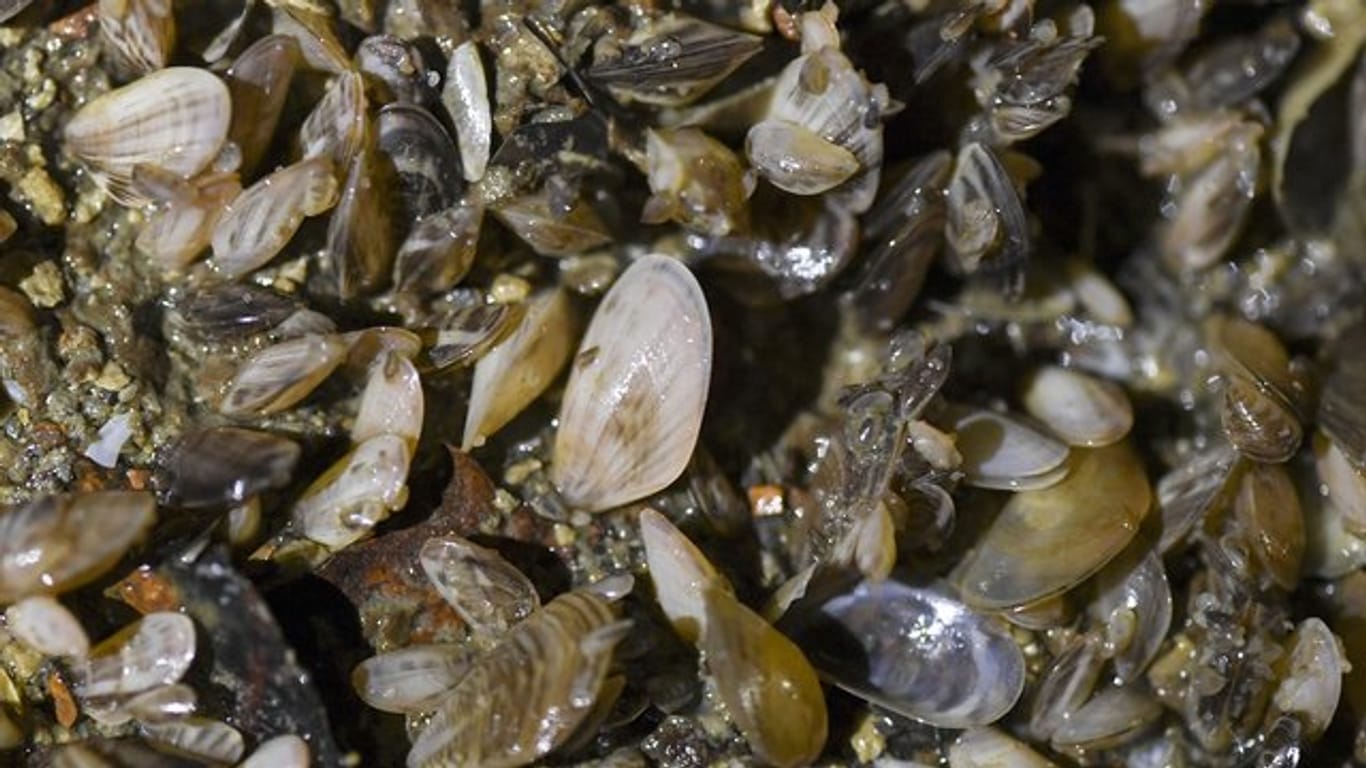 Quagga-Muscheln wachsen auf dem Boden in einer technischen Anlage der Bodenseewasserversorgung.