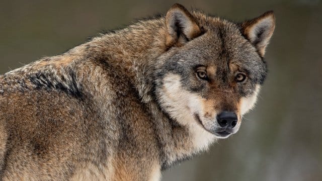 Das Bundesamt für Naturschutz geht von mindestens 275 erwachsenen Wölfen in freier Wildbahn in Deutschland aus. Das Bundesamt für Naturschutz geht von mindestens 275 erwachsenen Wölfen in freier Wildbahn in Deutschland aus.