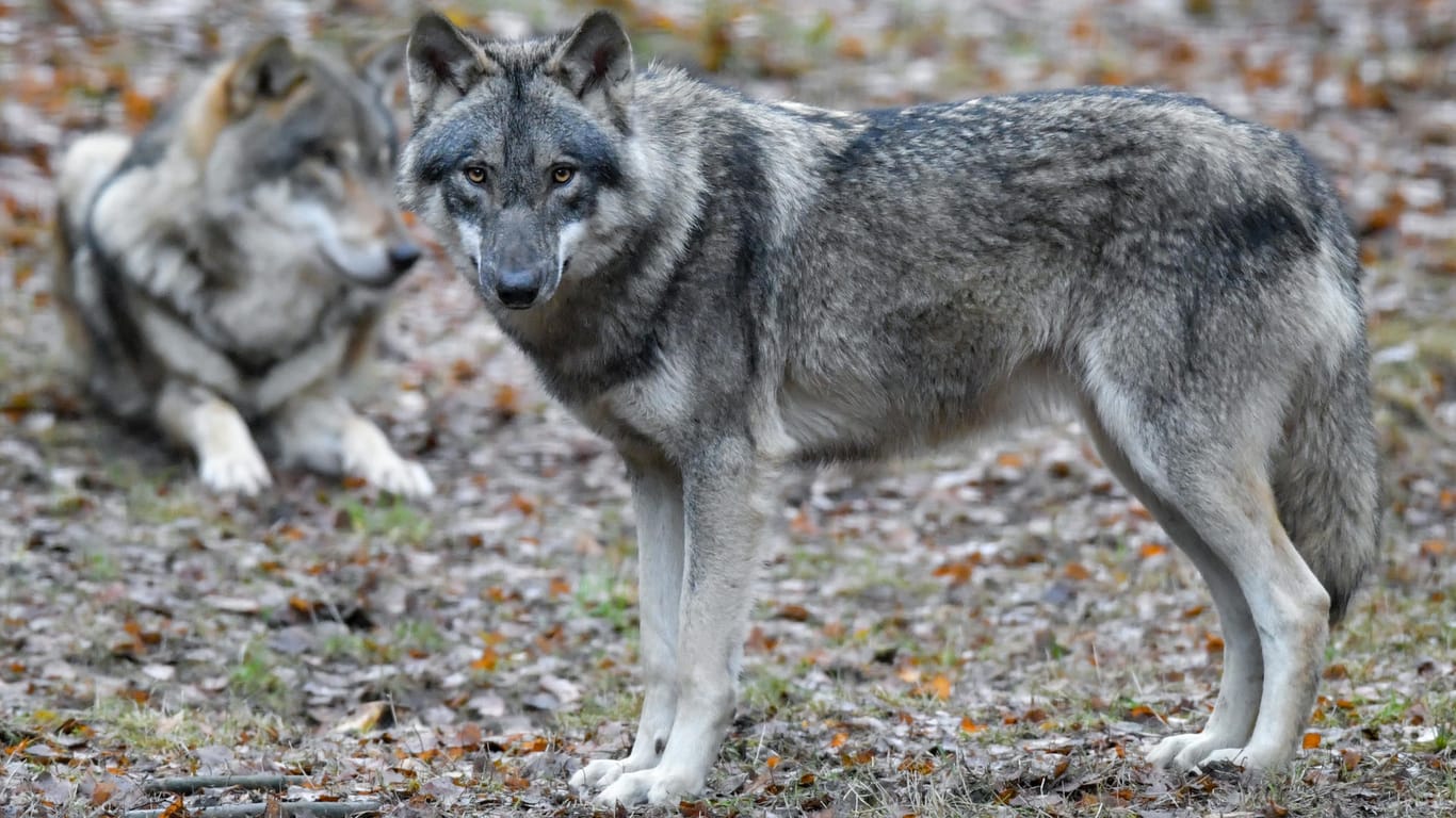 Wölfe im Wildpark Schorfheide in Brandenbrg: In dem Bundesland leben noch immer die meisten Wölfe in Deutschland. (Symbolfoto)