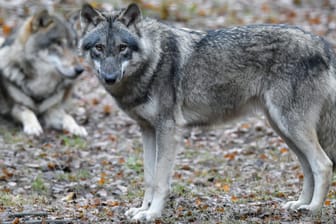 Wölfe im Wildpark Schorfheide in Brandenbrg: In dem Bundesland leben noch immer die meisten Wölfe in Deutschland. (Symbolfoto)