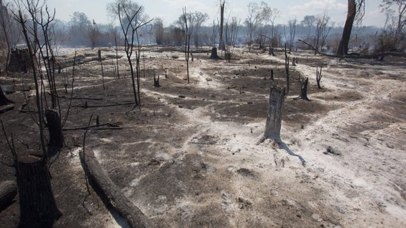 Blick auf ein verbranntes Feld im Osten Boliviens.