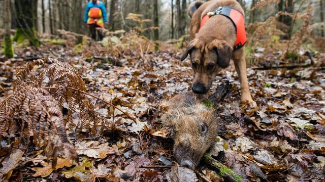 Mischling Otto hat ein Stück Wildschwein aufgespürt, das zum Training ausgelegt wurde. Mischling Otto hat ein Stück Wildschwein aufgespürt, das zum Training ausgelegt wurde.