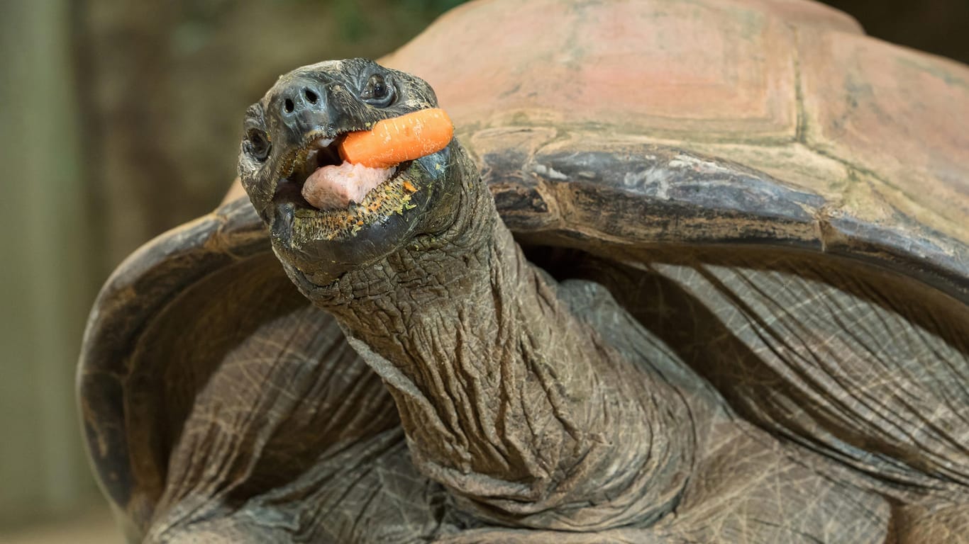 Die Riesenschildkröte Schurli: Das über hundert Jahre alte Reptil hat in einer Studie ihre Intelligenz bewiesen.