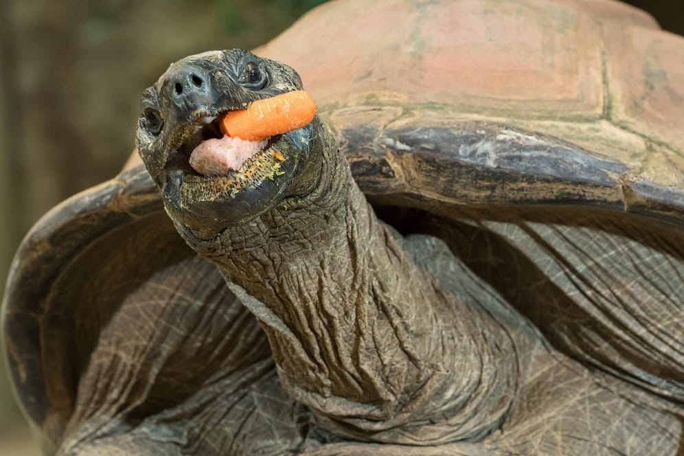 Die Riesenschildkröte Schurli: Das über hundert Jahre alte Reptil hat in einer Studie ihre Intelligenz bewiesen.