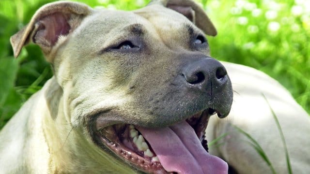 Ein American Staffordshire Terrier.