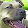 Schwerste Verletzungen: Kampfhunde beißen Jugendlichen fast tot - Prozessbeginn