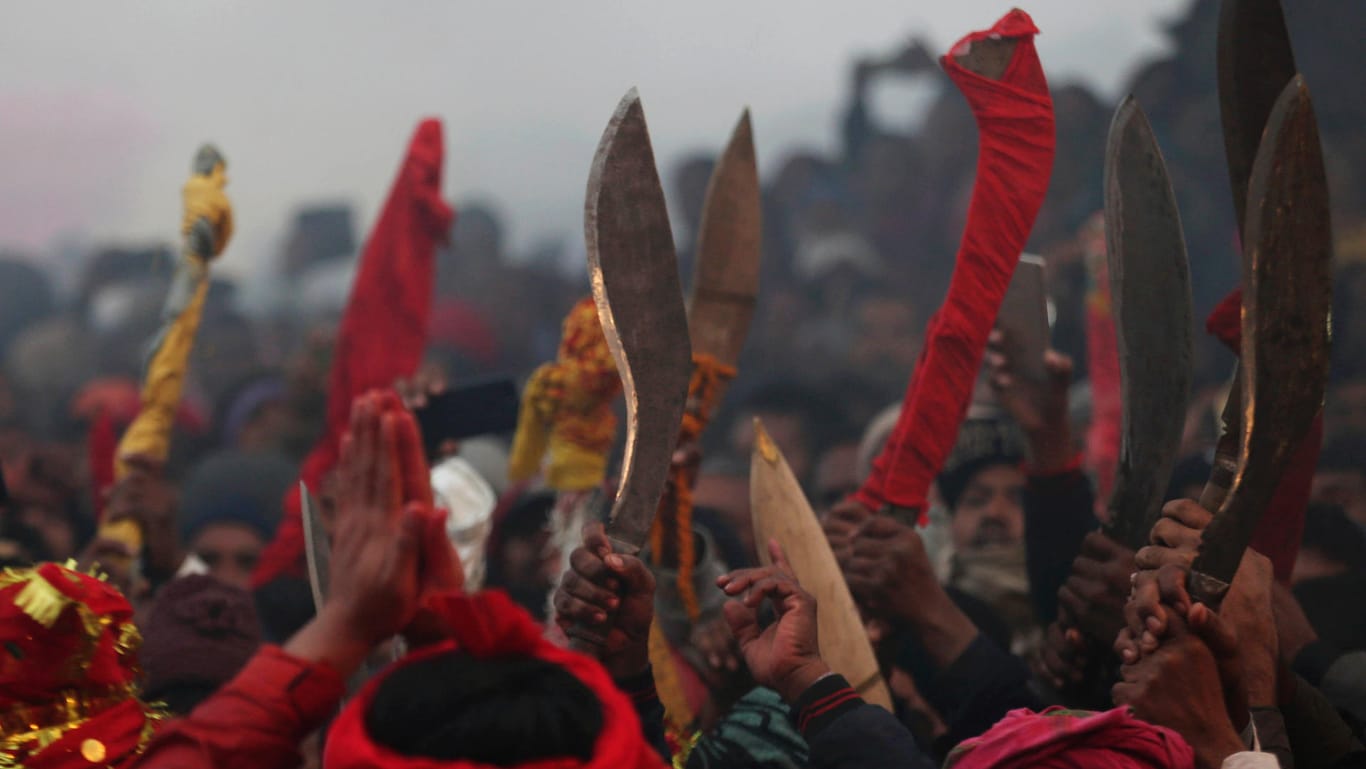 Männer halten Säbel hoch: Das Gadhimai Festival in Bariyarpur steht in der Kritik.