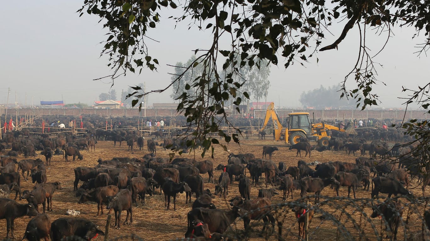 Tausende Büffel vor ihrer Hinrichtung: Tierschützer wollen dem Tierleiden in Nepal ein Ende setzen.