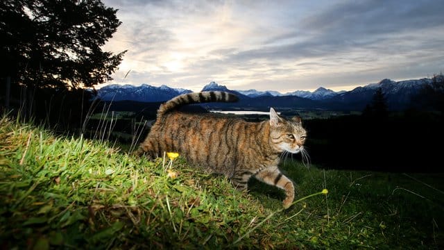 Zum Schutz von Vögeln: Nach Auffassung niederländischer Juristen sollen Katzen nicht mehr umherstreunen dürfen.