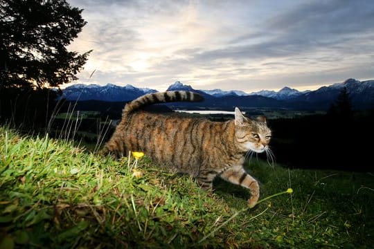 Zum Schutz von Vögeln: Nach Auffassung niederländischer Juristen sollen Katzen nicht mehr umherstreunen dürfen.