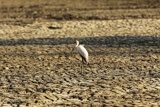 Ausgetrocknete Wasserstelle in Simbabwe.