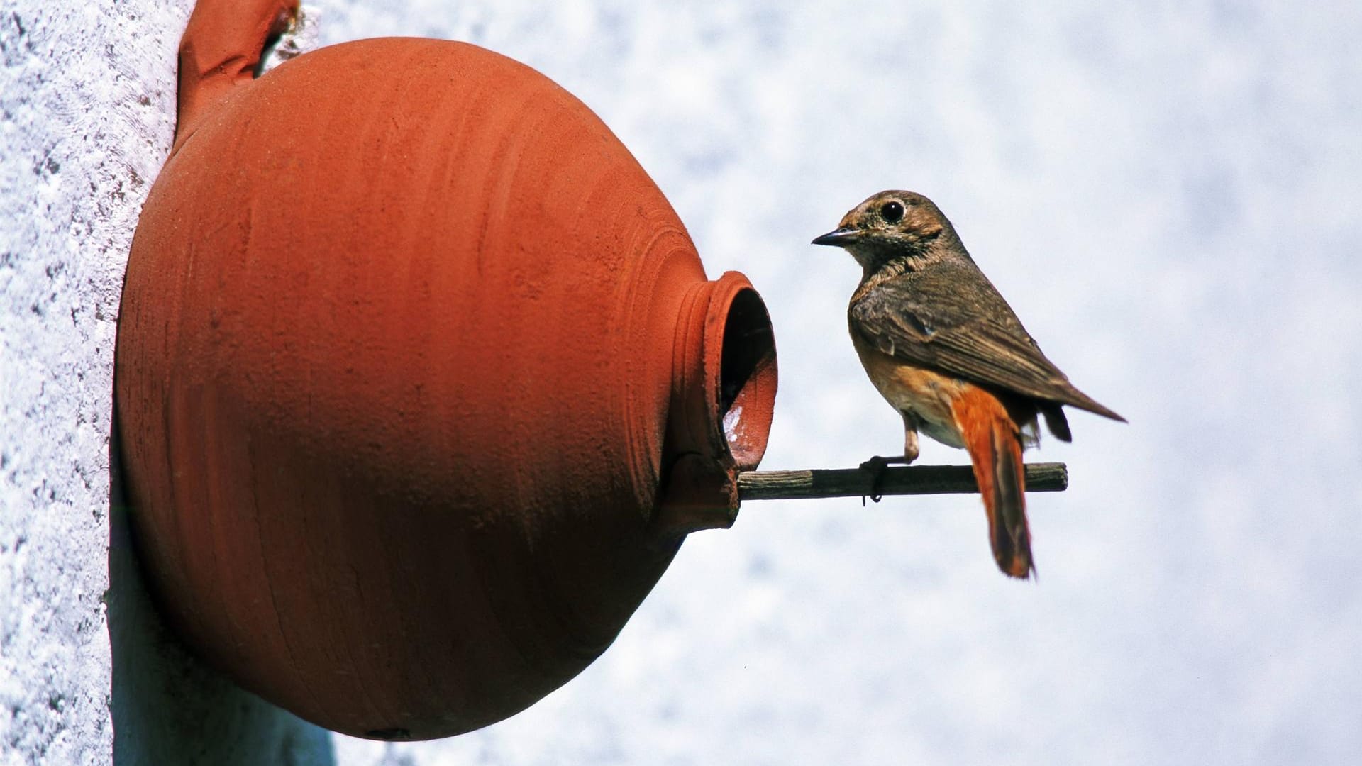 Ein Gartenrotschwanz an einem Nistkasten an der Hauswand: Hier ist der Vogel unerreichbar für Katzen.