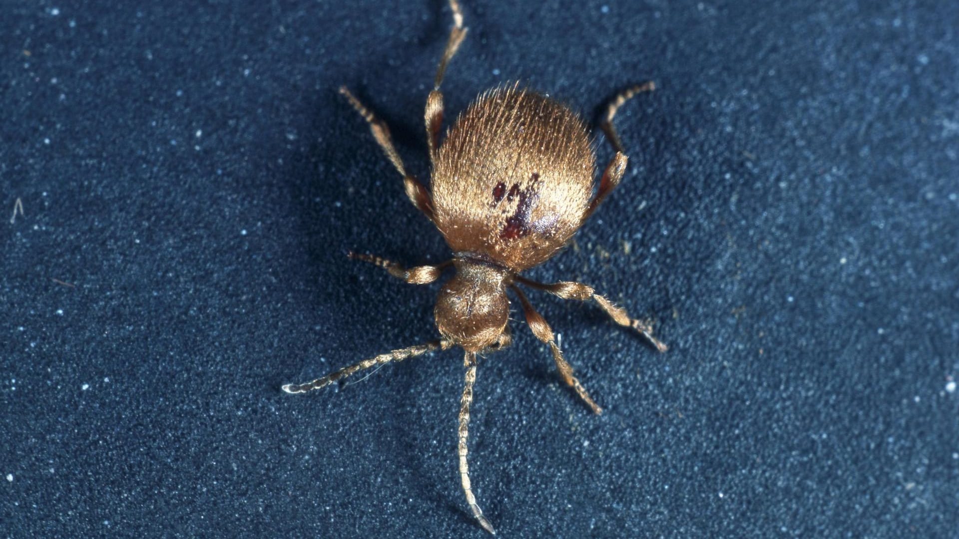 Ein Messingkäfer: Besonders häufig leben die Tiere in Fachwerkhäusern. Hier halten sie sich in den Strohfüllungen von Wänden und Zwischendecken auf.