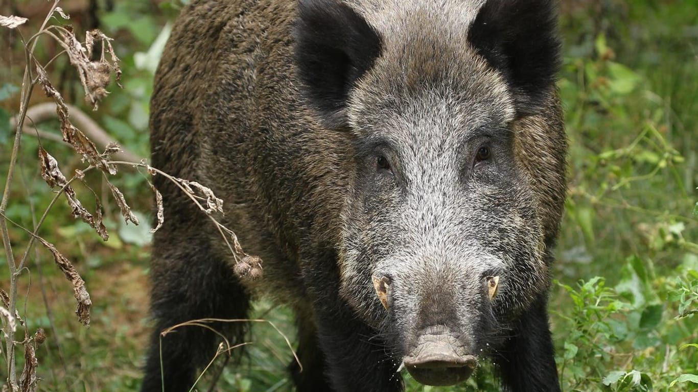 Ein Wildschwein: In Hessen hat die Polizei ein Tier erschossen. (Symbolbild)