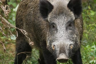 Ein Wildschwein: In Hessen hat die Polizei ein Tier erschossen. (Symbolbild)