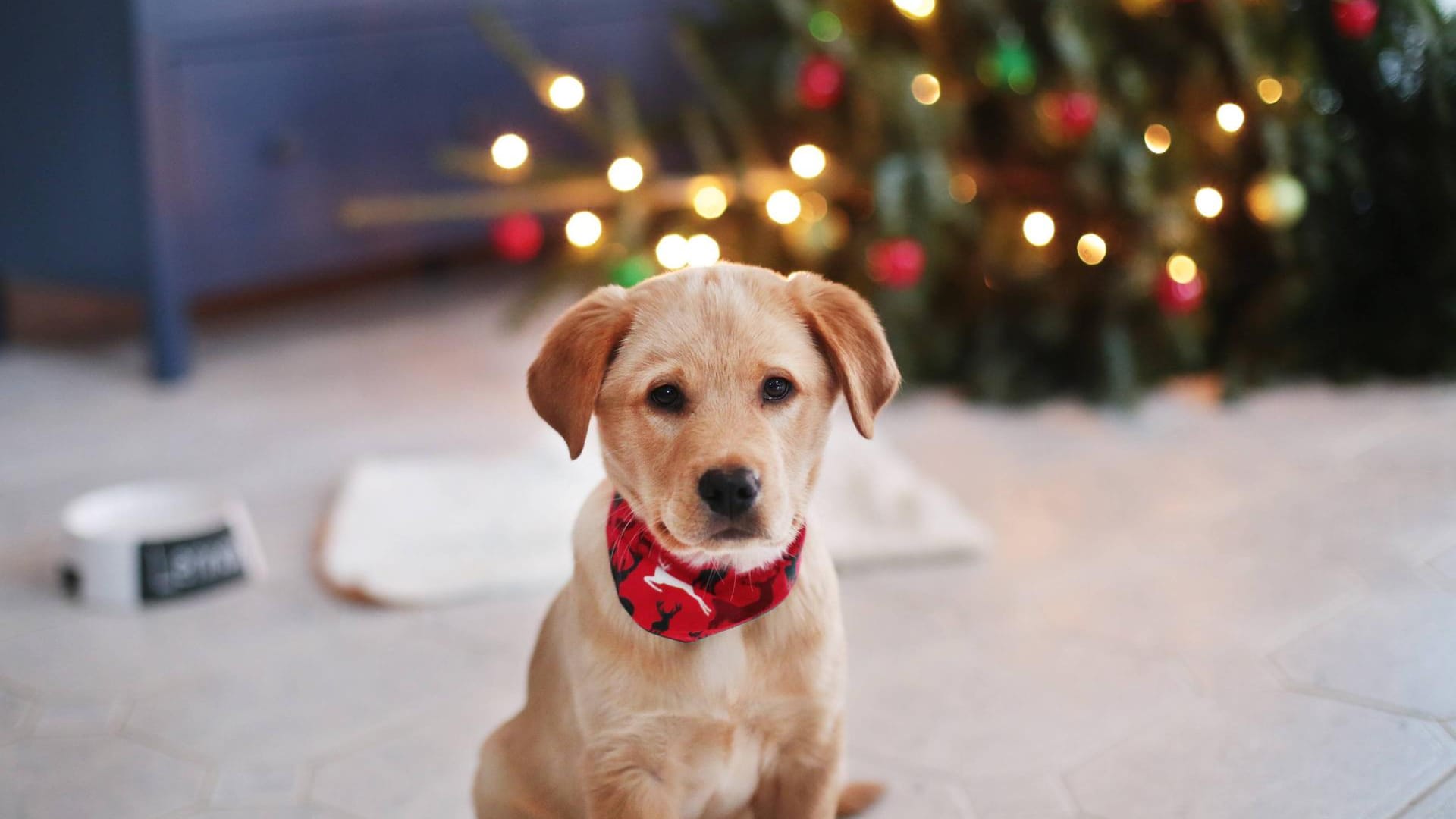 Ein Golden-Retriever-Welpe vorm Weihnachtsbaum: Das Tierheim möchte das Verschenken von Tieren an Weihnachten nicht unterstützen. Ein Golden-Retriever-Welpe vorm Weihnachtsbaum: Das Tierheim möchte das Verschenken von Tieren an Weihnachten nicht unterstützen.