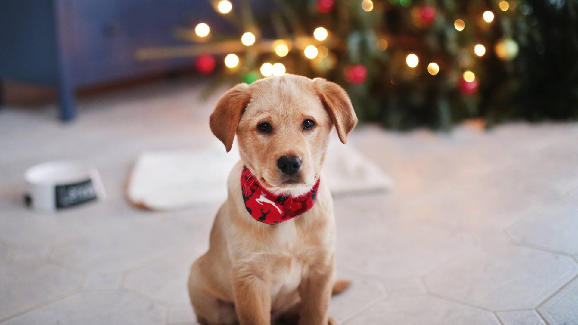 Ein Golden-Retriever-Welpe vorm Weihnachtsbaum: Das Tierheim möchte das Verschenken von Tieren an Weihnachten nicht unterstützen.