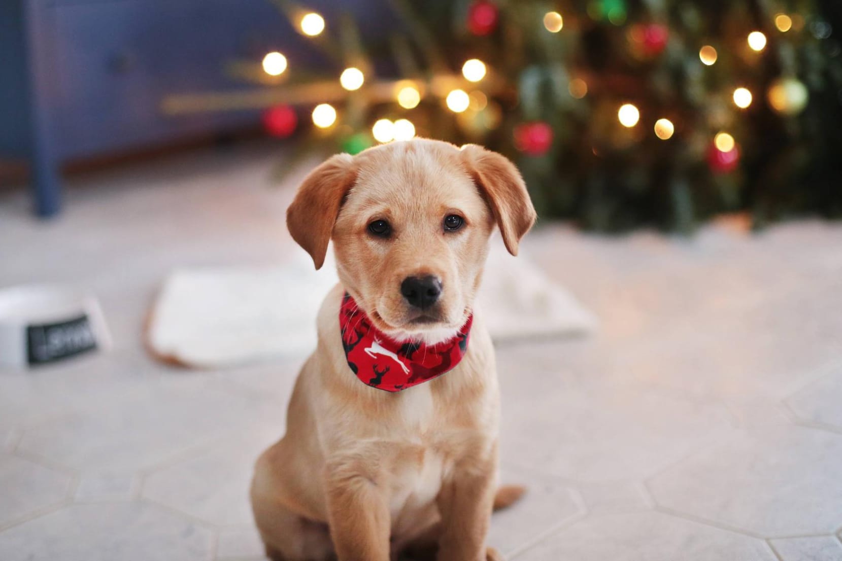 Ein Golden-Retriever-Welpe vorm Weihnachtsbaum: Das Tierheim möchte das Verschenken von Tieren an Weihnachten nicht unterstützen.