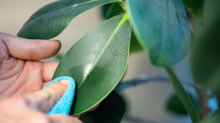 Abstauben tut einer Pflanze gut – daher sollte man regelmäßig mit einem Tuch zu Werke gehen.