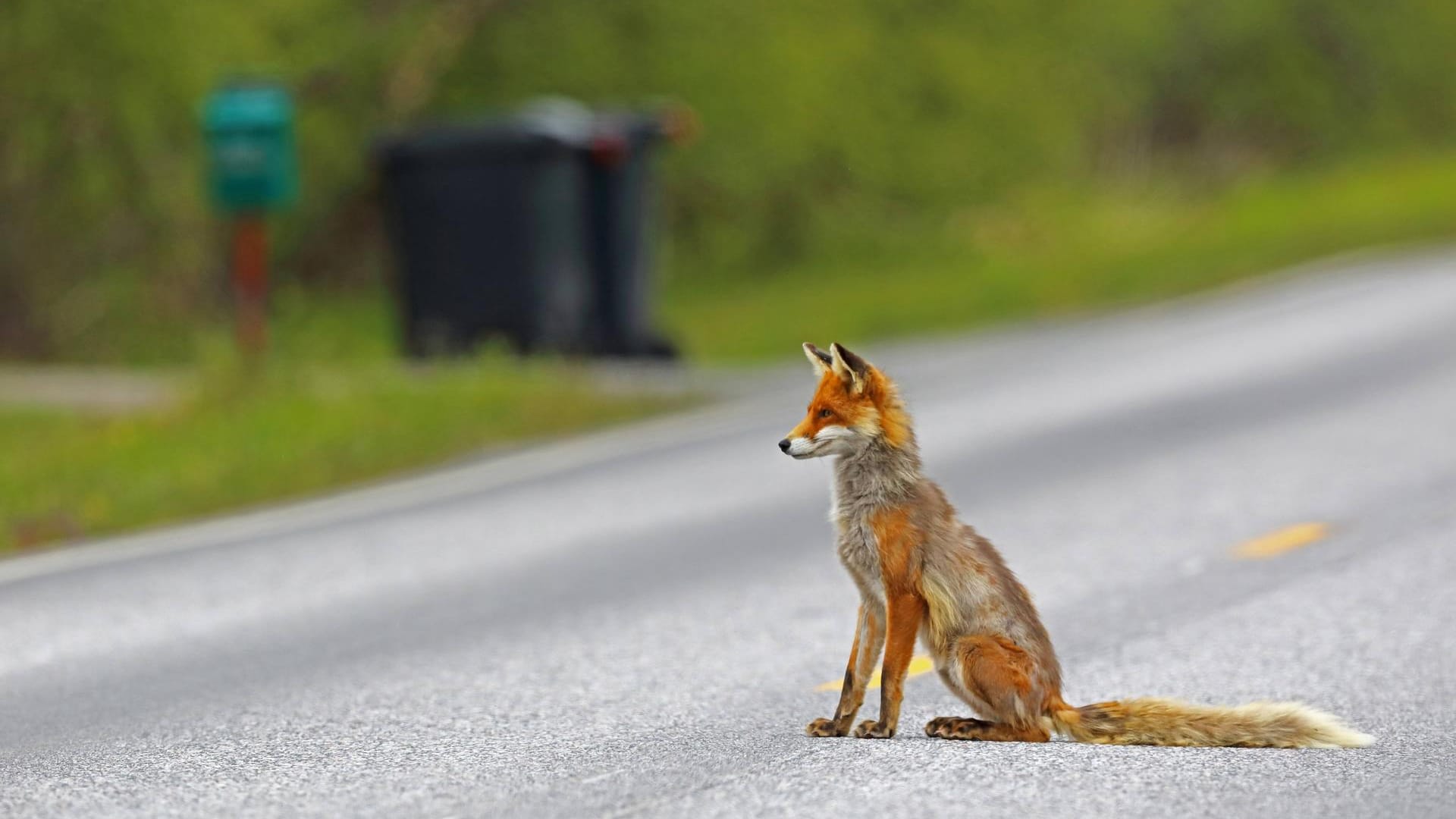 Ein Rotfuchs sitzt auf einer Landstraße (Symbolbild): Jedes Jahr werden in Deutschland zwischen 2.000 und 3.000 Menschen bei Wildunfällen verletzt.