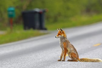 Ein Rotfuchs sitzt auf einer Landstraße (Symbolbild): Jedes Jahr werden in Deutschland zwischen 2.000 und 3.000 Menschen bei Wildunfällen verletzt.