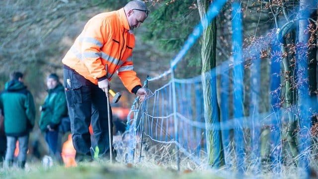Der Mitarbeiter eines sächsischen Veterinäramtes baut einen Elektro-Wildabwehrzaun auf.