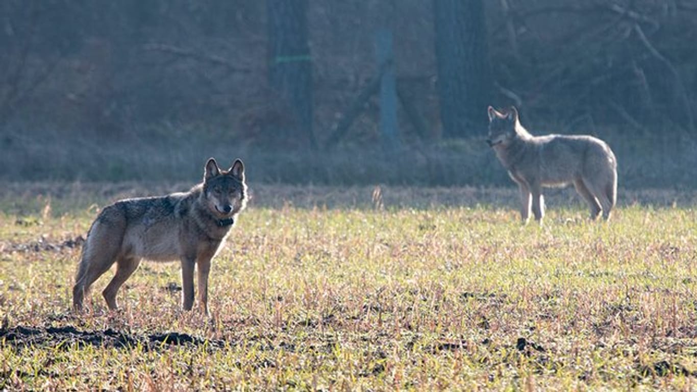 Im Jahr 2018 gab es nach Angaben des Bundes 639 gemeldete Wolfsübergriffe mit insgesamt 2067 getöteten, verletzten oder vermissten Nutztieren.