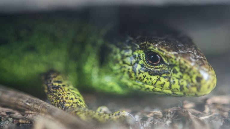 Eine Zauneidechse: Das Reptil des Jahres 2020 ist wählerisch, was seinen Lebensraum betrifft.