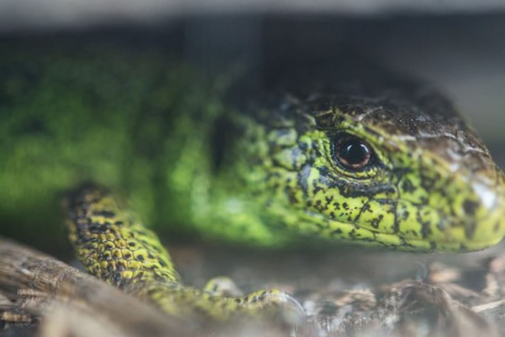 Eine Zauneidechse: Das Reptil des Jahres 2020 ist wählerisch, was seinen Lebensraum betrifft.