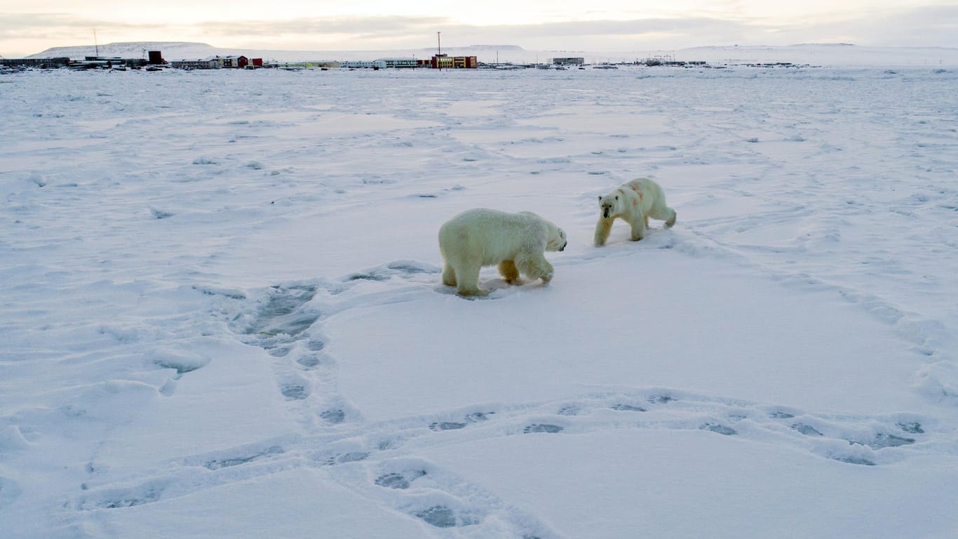 Eisbären laufen nahe des Dorfes Ryrkaipij: 56 Tiere sind in den vergangenen Tagen dort gesichtet worden.