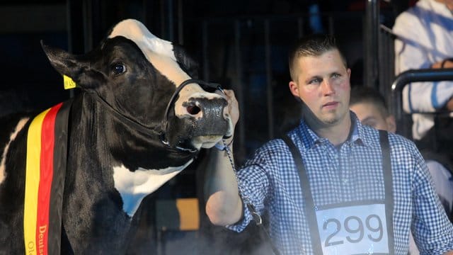 Sie war die Schönste: Landwirt Henrik Wille mit seiner hochdekorierten schwarz-weißen Holstein-Kuh "Lady Gaga". Sie war die Schönste: Landwirt Henrik Wille mit seiner hochdekorierten schwarz-weißen Holstein-Kuh "Lady Gaga".
