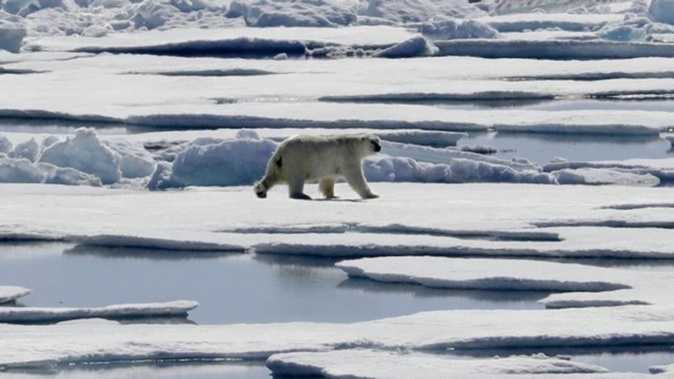 Das Polareis schmilzt, die Eisbären müssen bei der Nahrungssuche notgedrungen immer näher an menschliche Siedlungen heranrücken.
