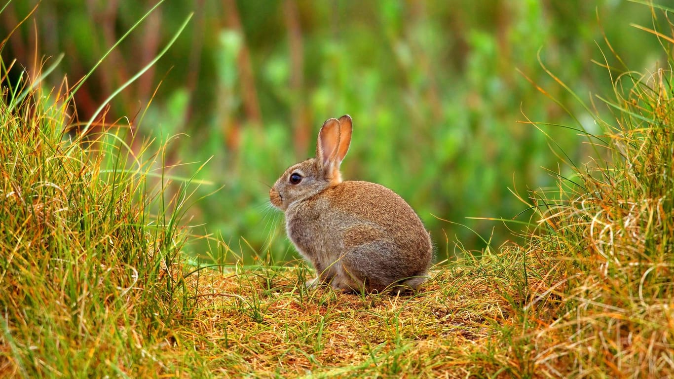 Ein Wildkaninchen: Im Botanischen Garten an der Universität in Bonn steigt die Kaninchenpopulation rasant.