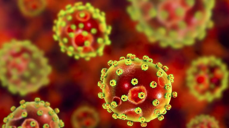 Das Lassa-Virus: In Westafrika sterben jährlich zwischen 1.000 und 6.000 Menschen an der Infektionskrankheit.