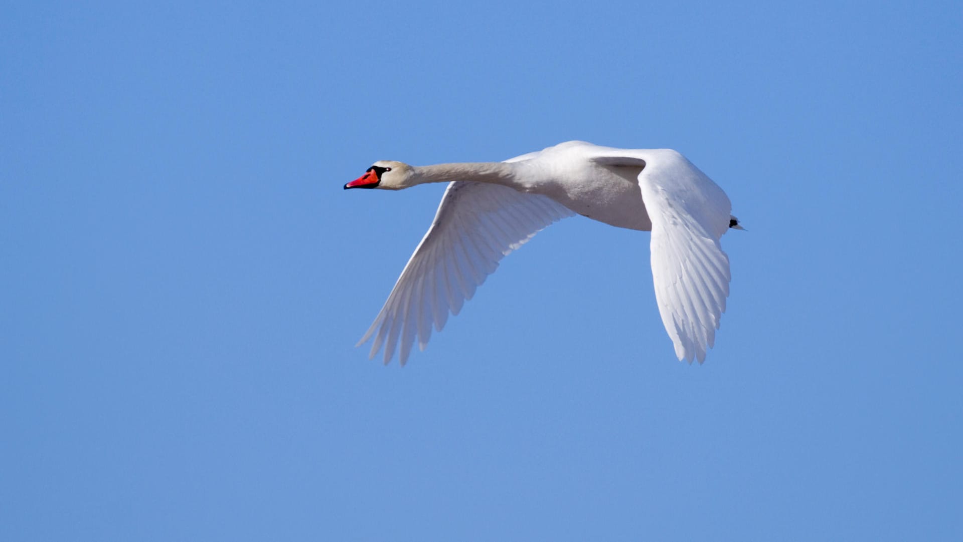 Ein Schwan: Die Polizisten fanden das Tier neben der Leitplanke. (Symbolbild)