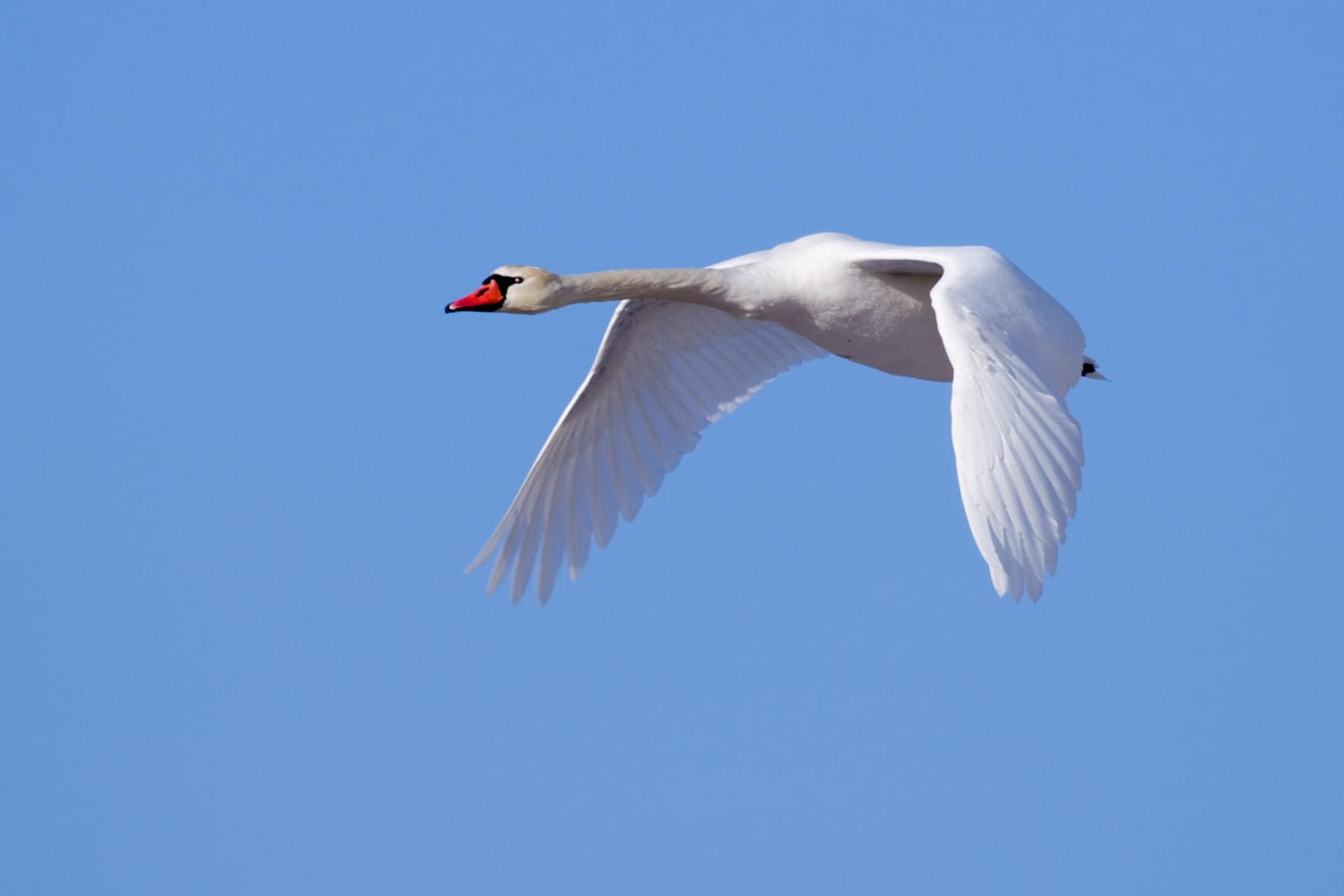 Ein Schwan: Die Polizisten fanden das Tier neben der Leitplanke. (Symbolbild)