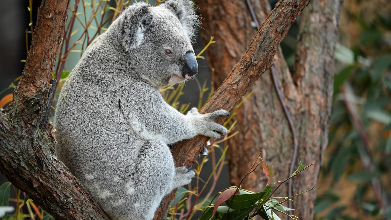 Ein Koala auf einem Baum: Koalas leben fast ausschließlich auf Bäumen – und auf keinem anderen Kontinent als in Australien. (Archivbild)